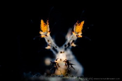S P I K EY 
 Nudibranch (Spikey Dendronotus) 
Tulamben,... by Irwin Ang 
